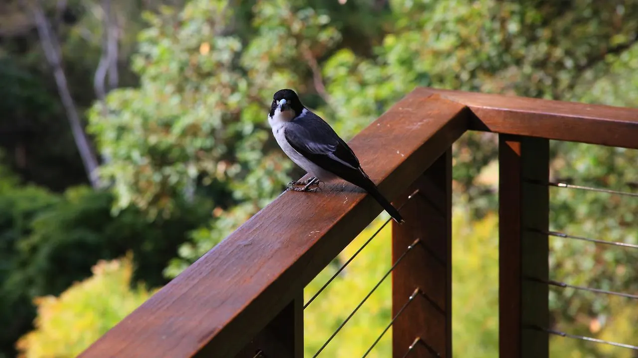 Lodge Montville Ocean View Cottages Australia